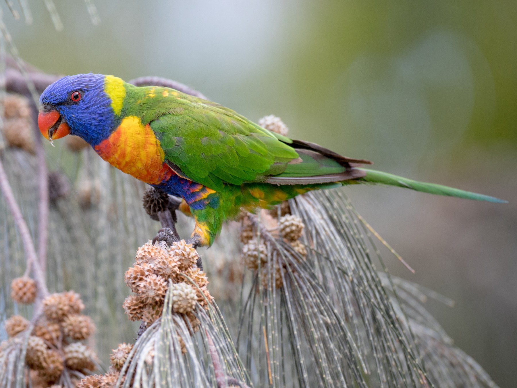 rainbow lorikeet sp. - Ian Davies