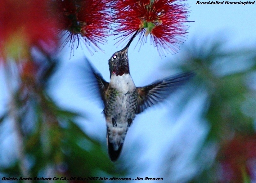Broad-tailed Hummingbird - Jim Greaves