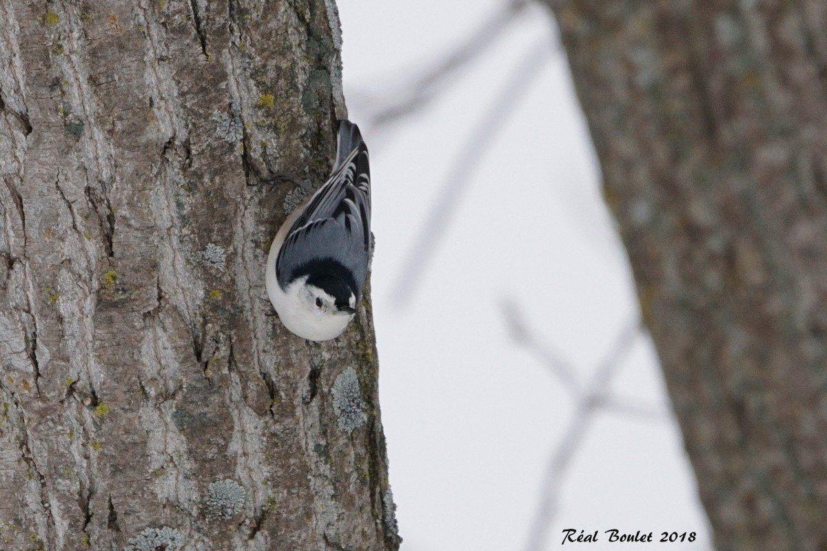 White-breasted Nuthatch - ML125944001