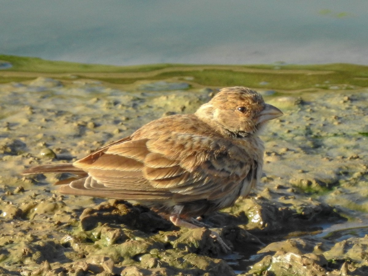 Gray-backed Sparrow-Lark - Samuel Burckhardt