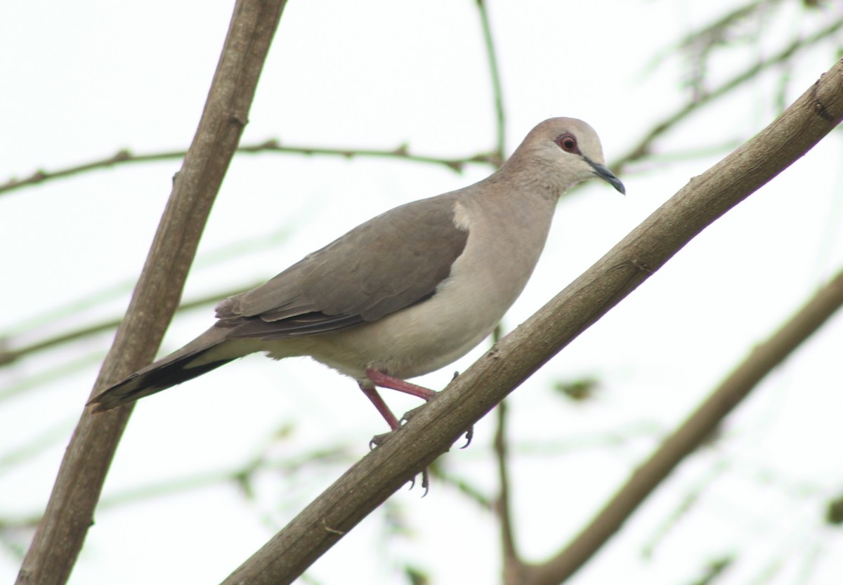 White-tipped Dove - ML125948871