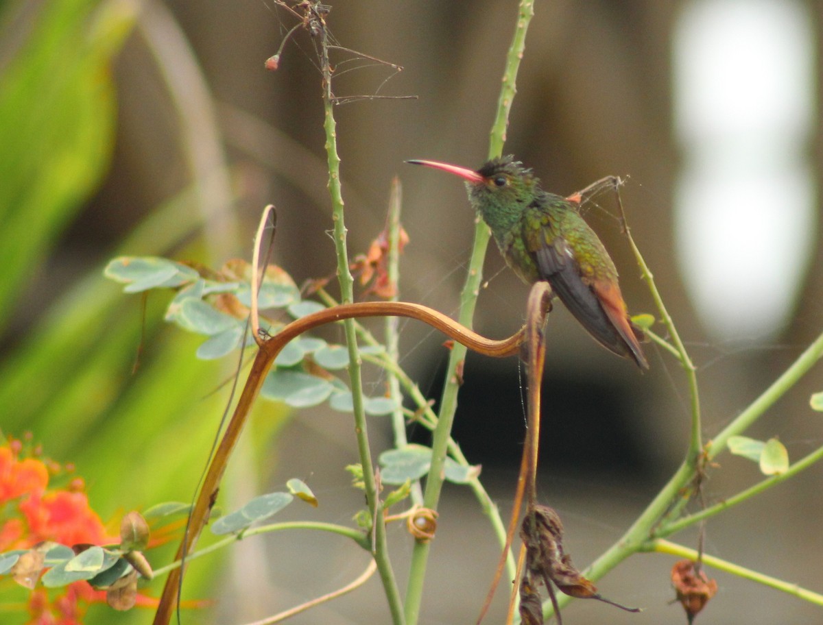 Rufous-tailed Hummingbird - Sandra María Plúa Albán