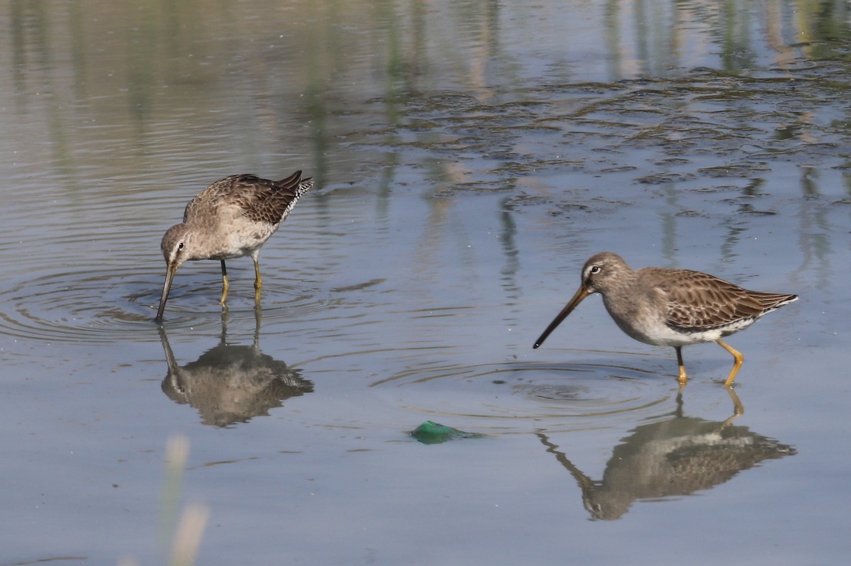 Long-billed Dowitcher - Andrew Core
