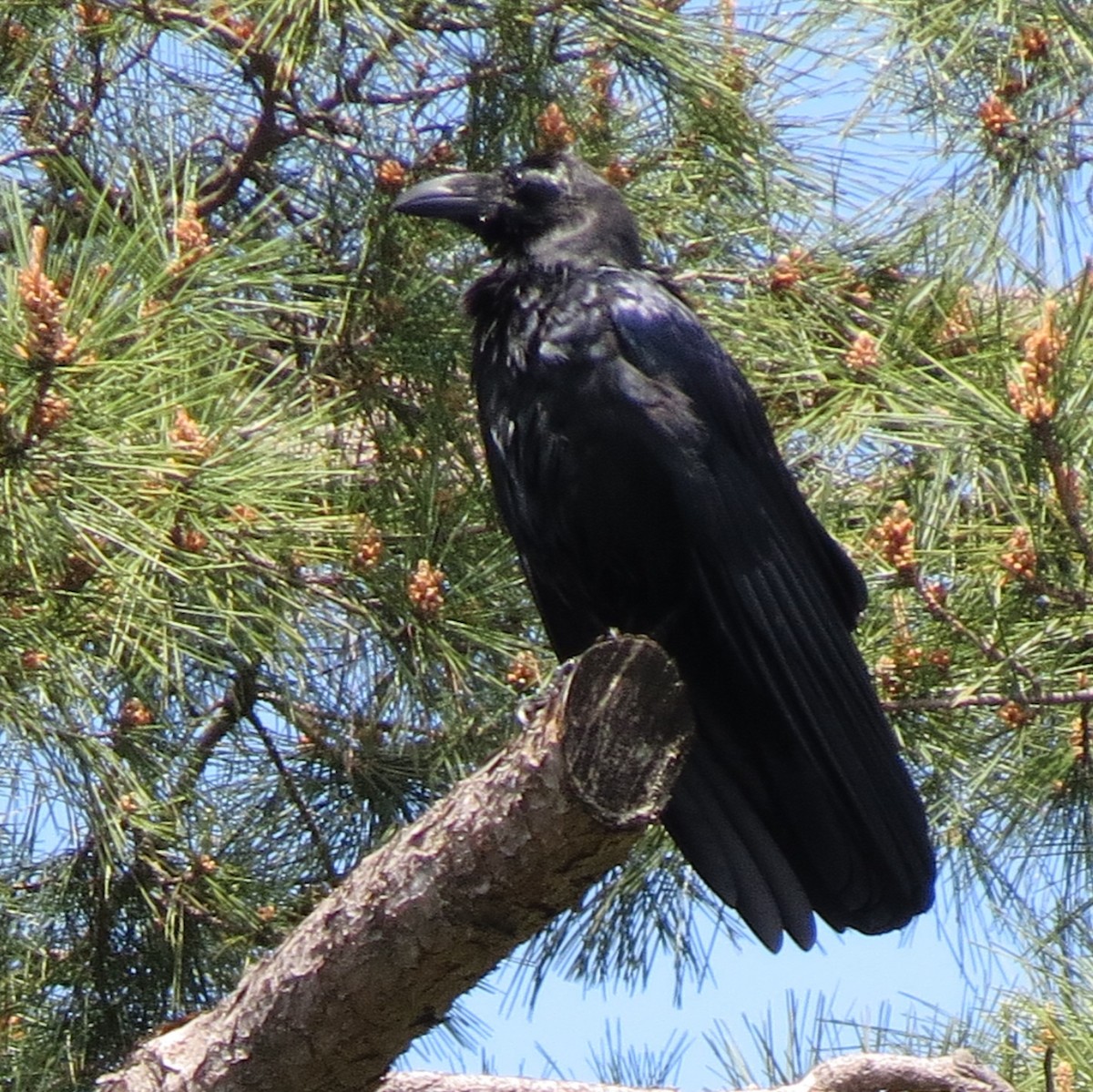 Large-billed Crow - ML125953581