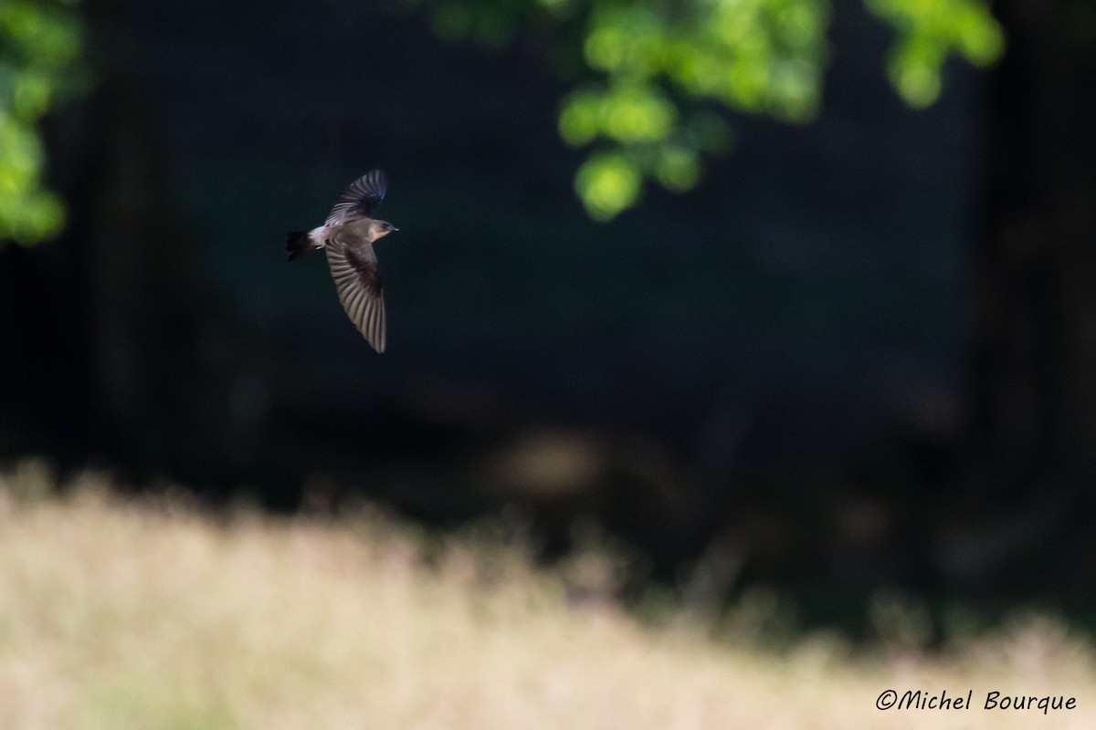 Southern Rough-winged Swallow - Michel Bourque