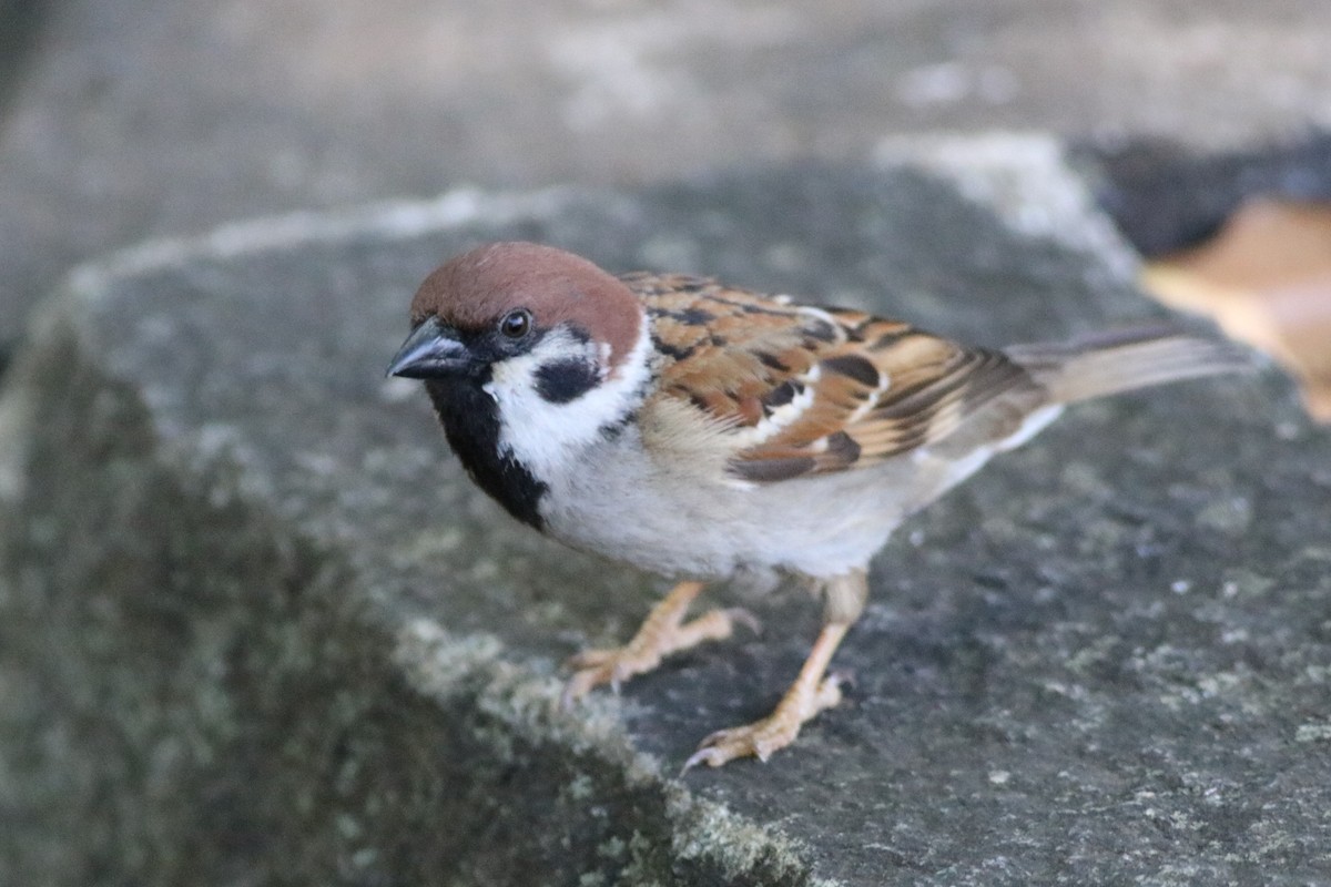 Eurasian Tree Sparrow - ML125954881