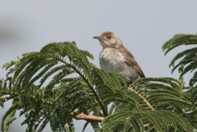 Piping Cisticola