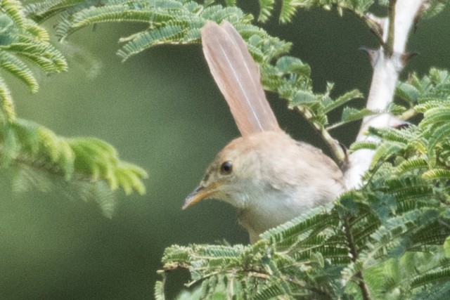 Rock-loving Cisticola