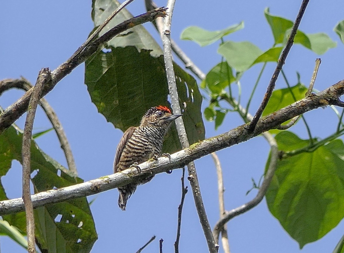 White-barred Piculet - ML125965801