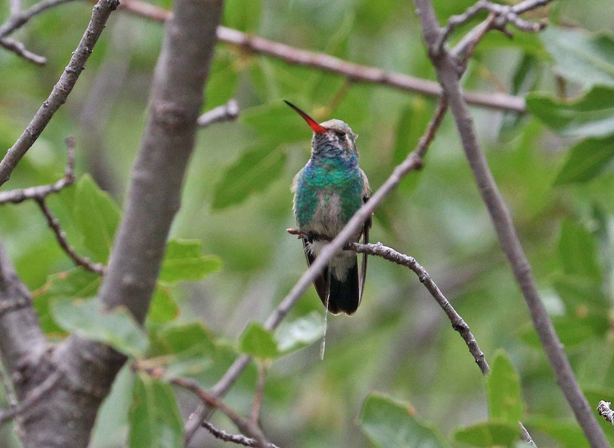 Broad-billed Hummingbird - Martin Reid