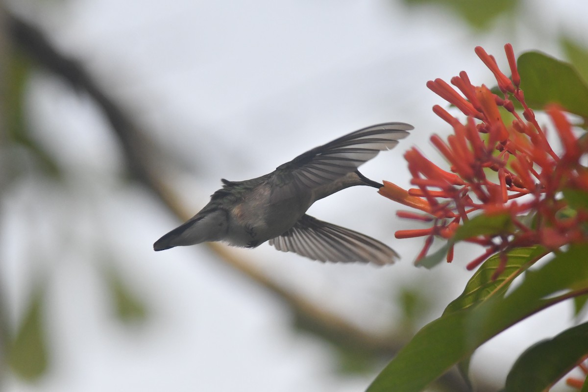 Ruby-throated Hummingbird - ML125966961