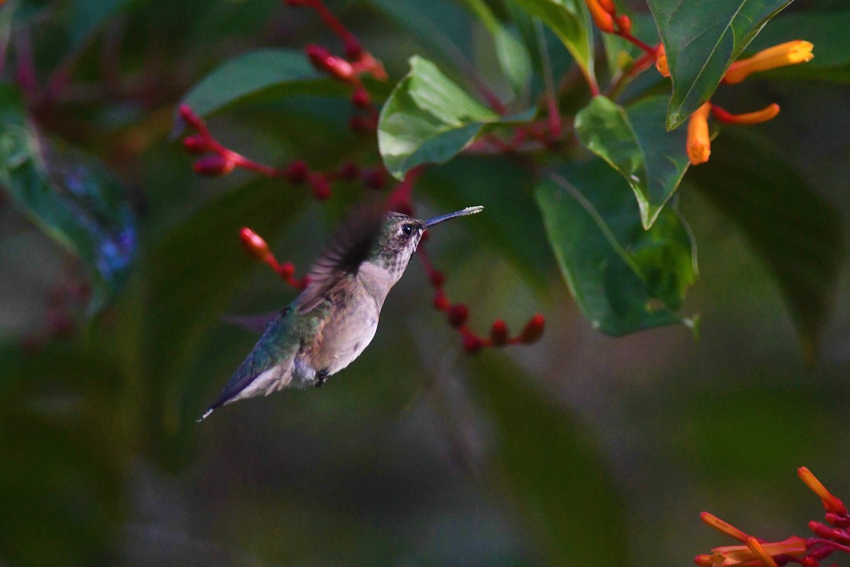 Ruby-throated Hummingbird - ML125966981