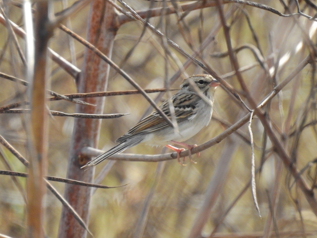 Chipping Sparrow - ML125967671
