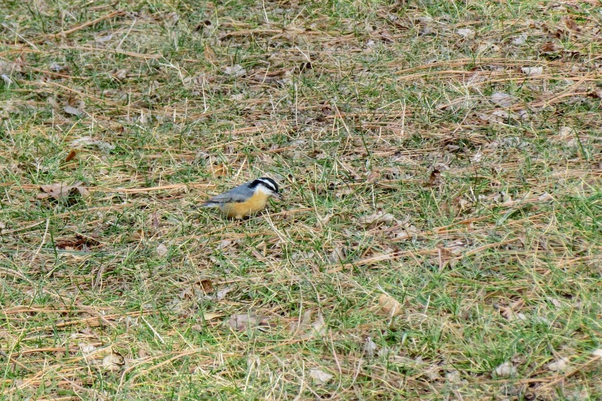 Red-breasted Nuthatch - Steve Hofhine