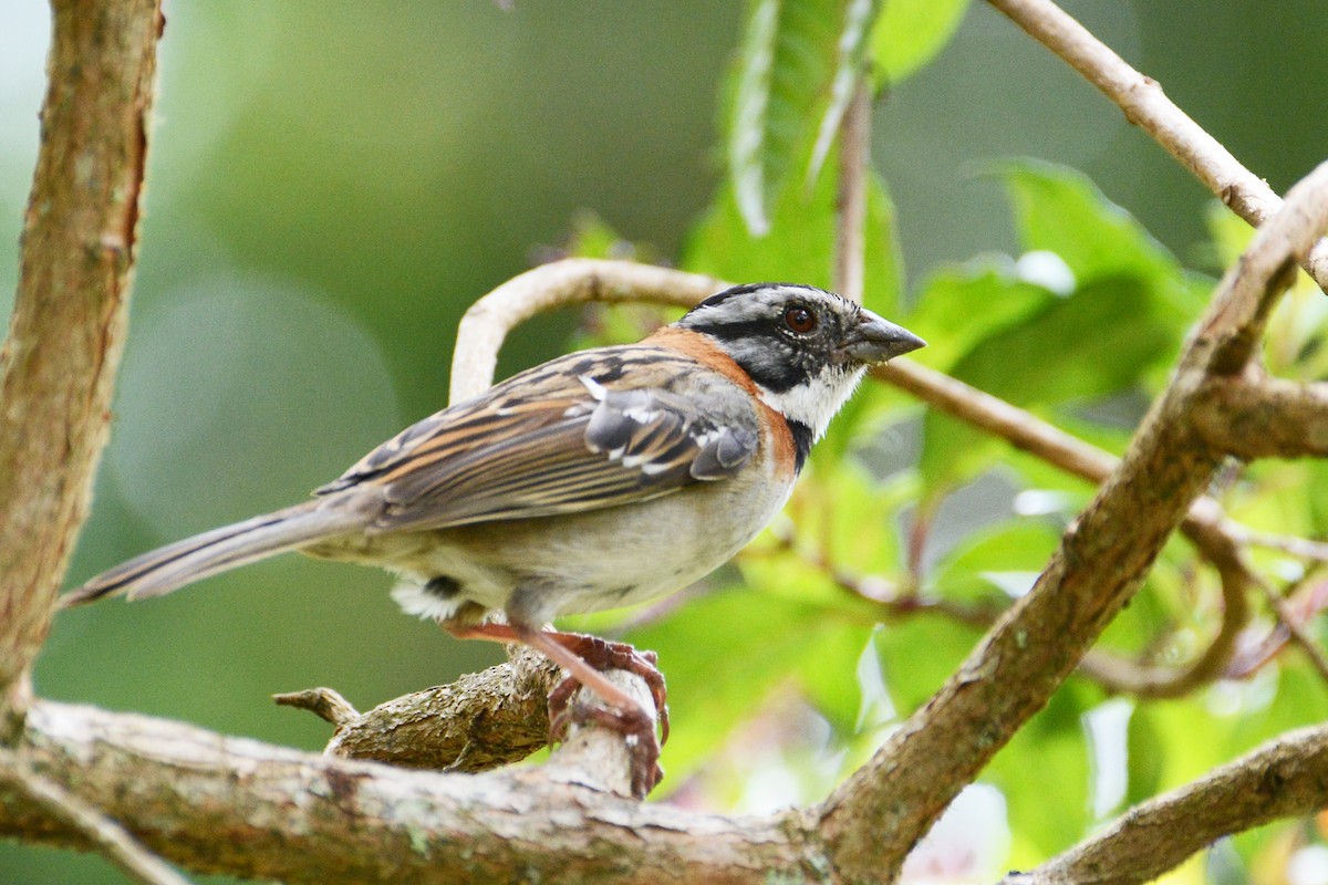 Rufous-collared Sparrow - ML125968151