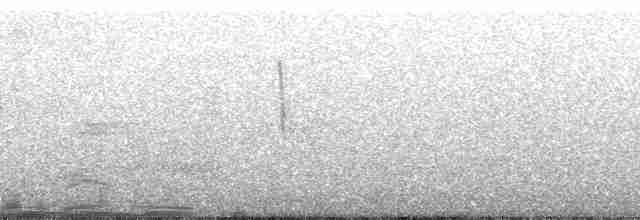 stripehodehonningeter - ML125969