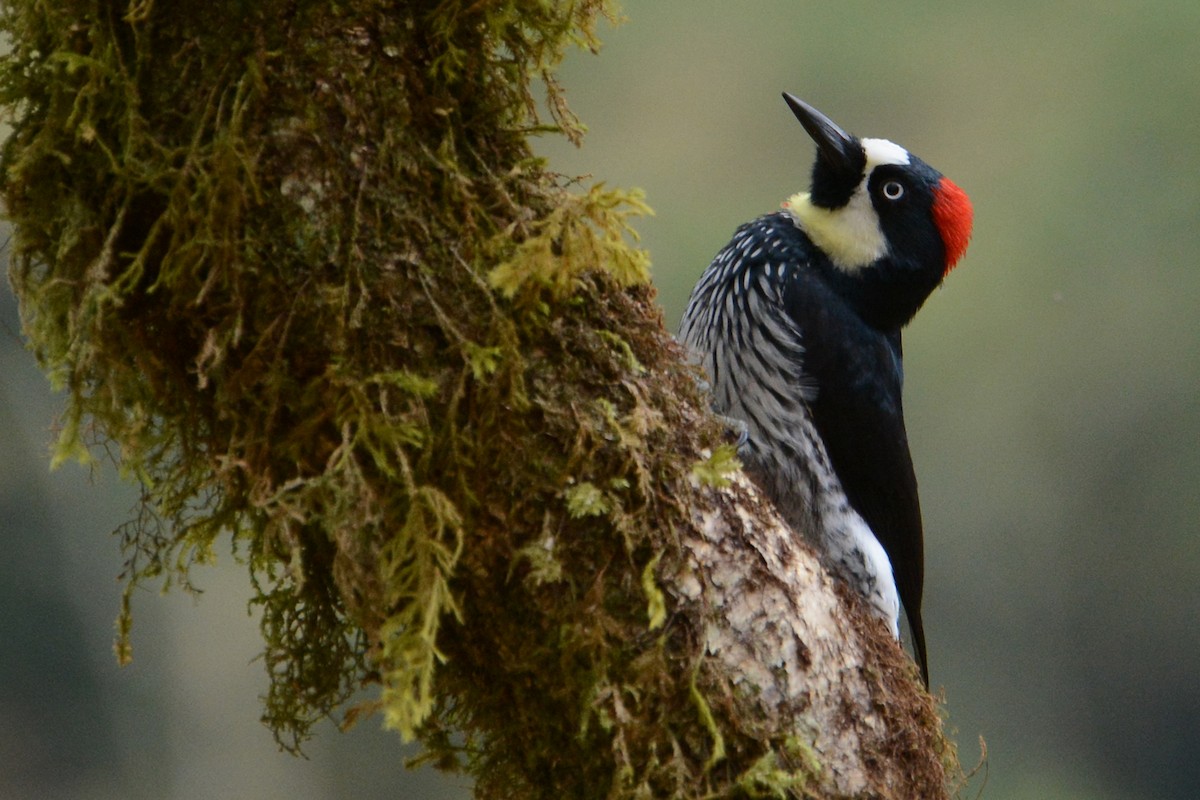 Acorn Woodpecker - ML125970531
