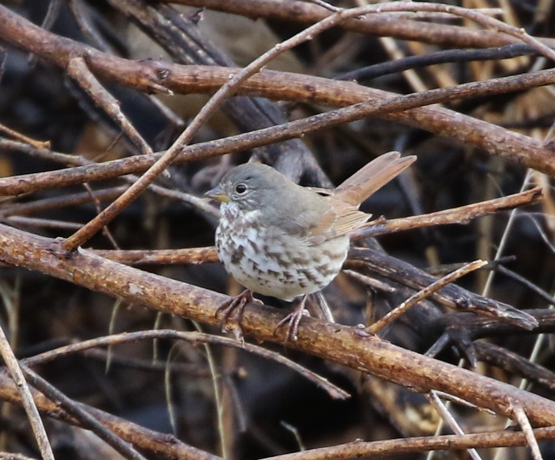 Fox Sparrow (Slate-colored) - ML125973961