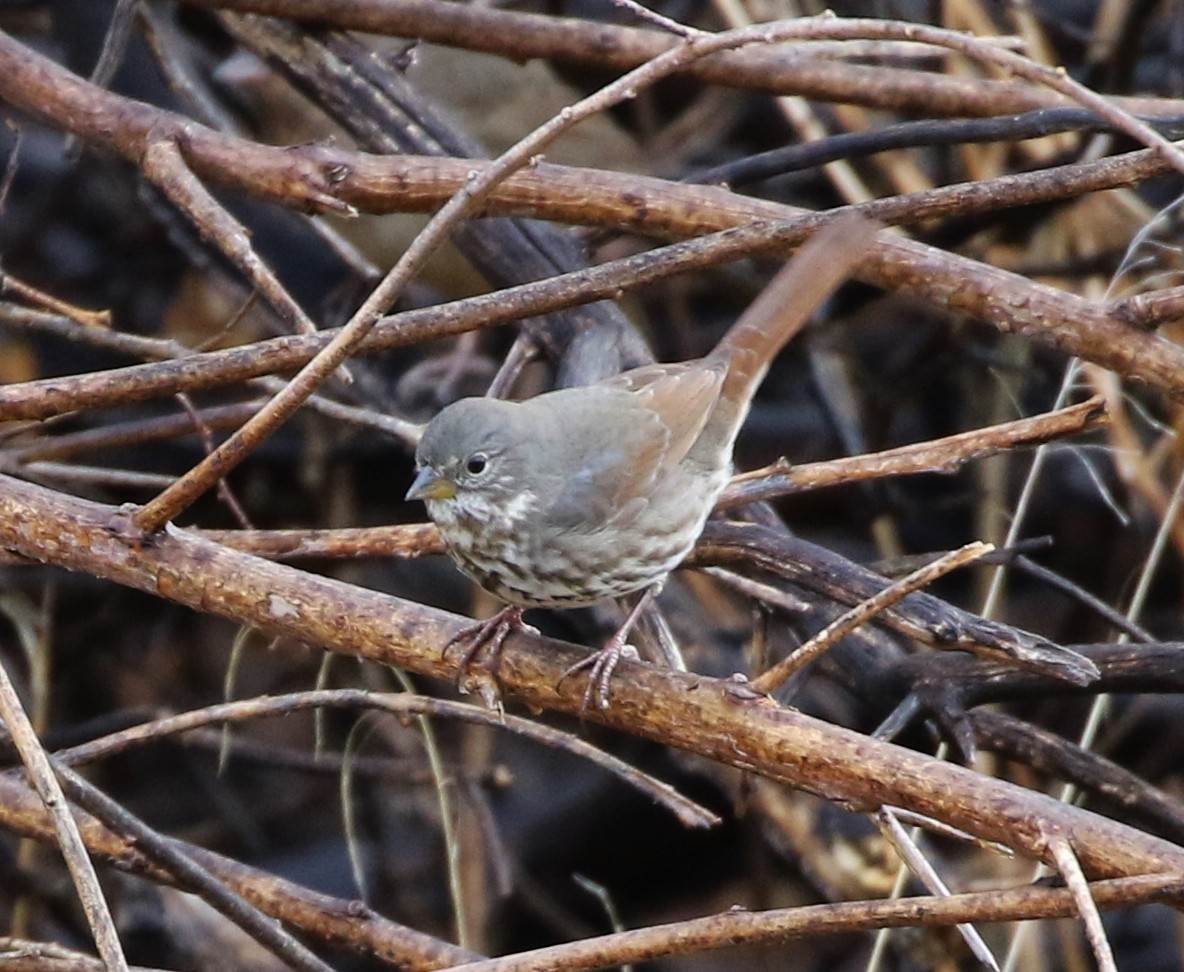 Fox Sparrow (Slate-colored) - ML125973971