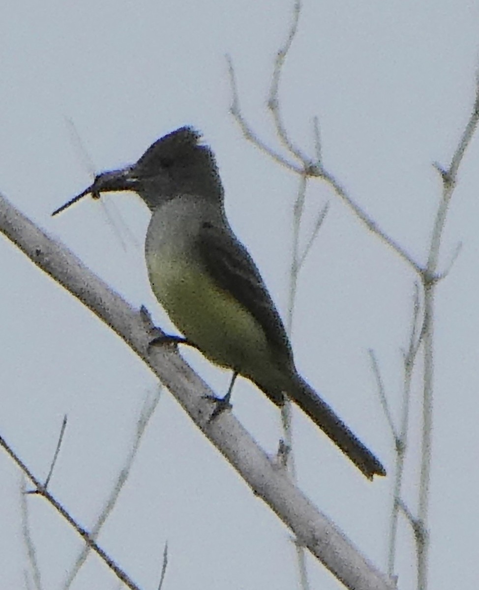 Great Crested Flycatcher - ML125974691