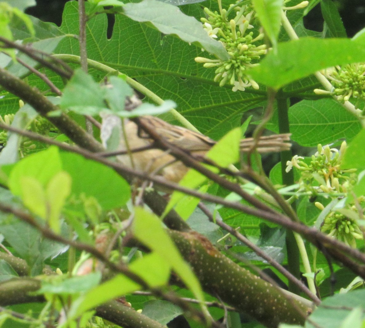 Stripe-headed Sparrow - Loren Hintz