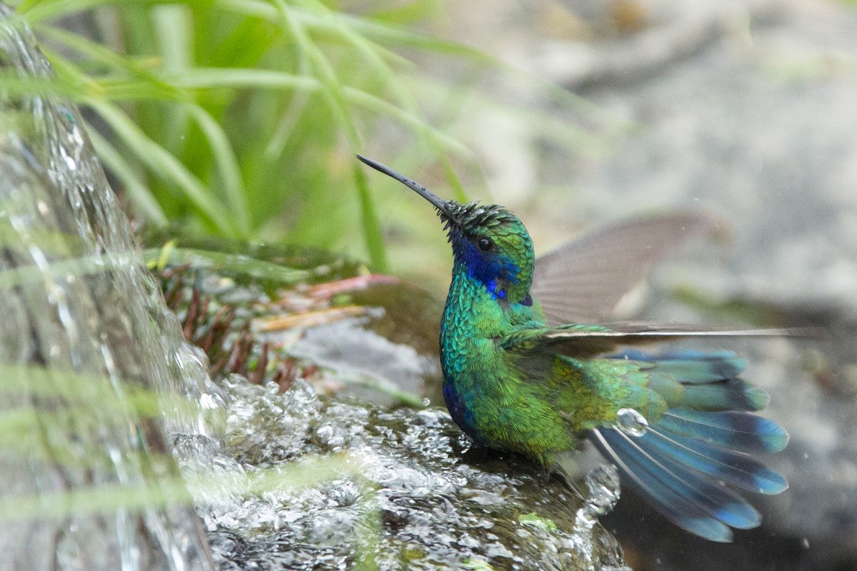kolibřík modrolící - ML125979451
