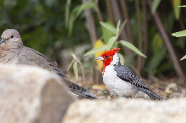 Red Crested Cardinal Pennsylvania Ebird