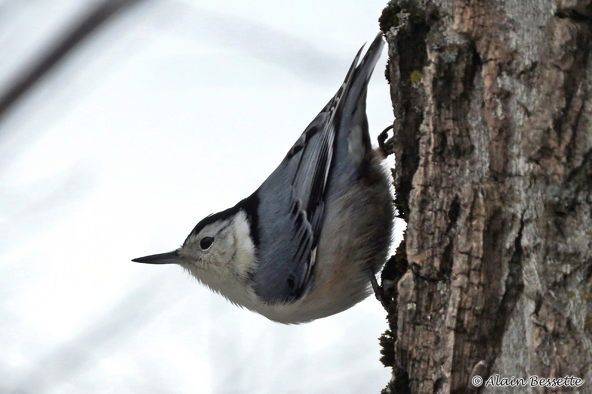 White-breasted Nuthatch - ML125981541