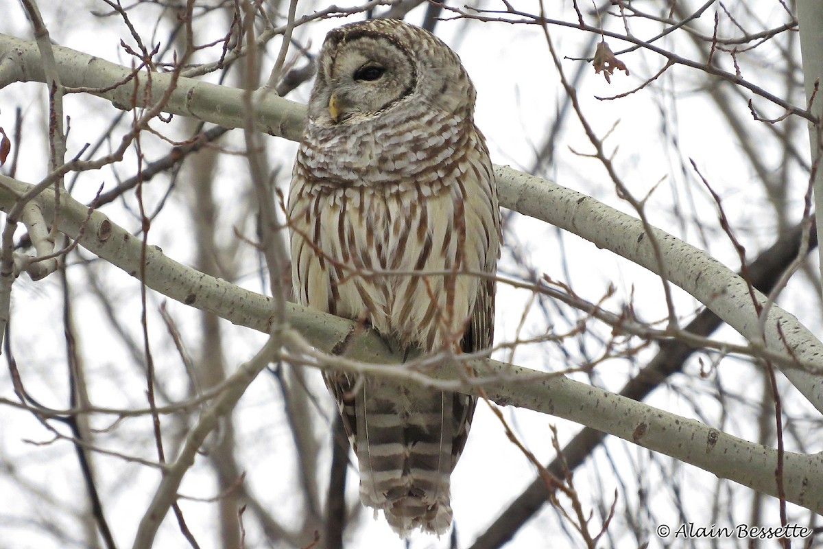 Barred Owl - ML125981851