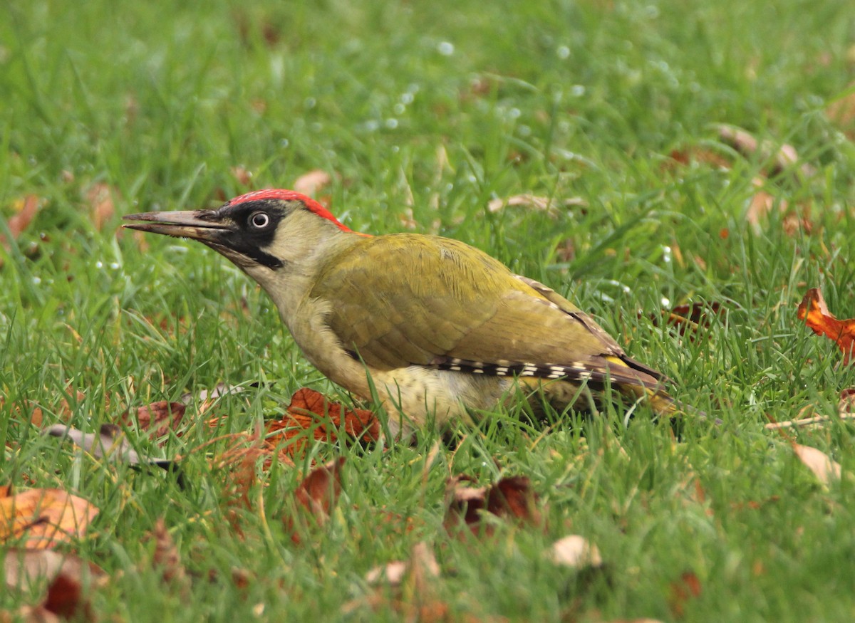 Eurasian Green Woodpecker - Mark  Brown