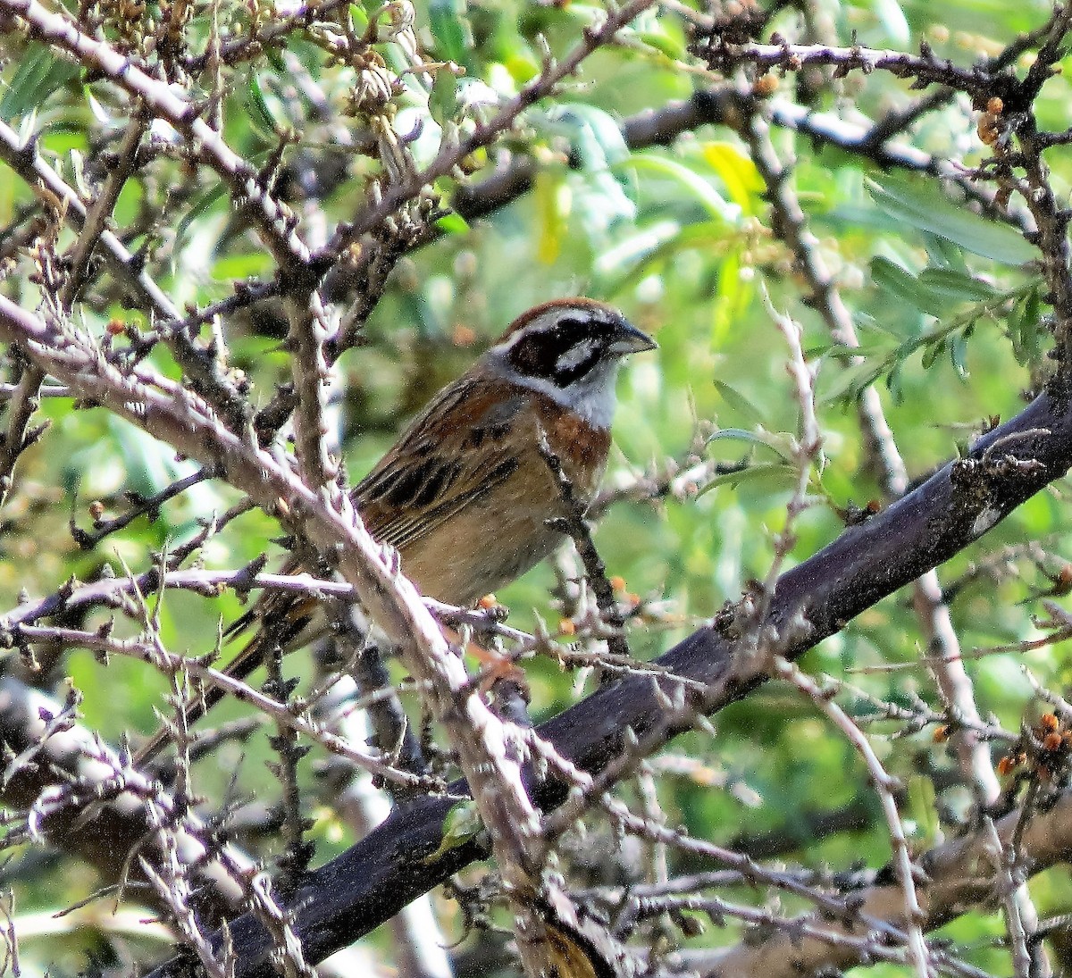 Meadow Bunting - Todd Pepper