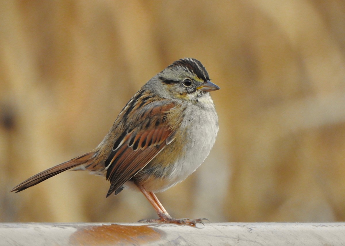 Swamp Sparrow - Kalin Ocaña