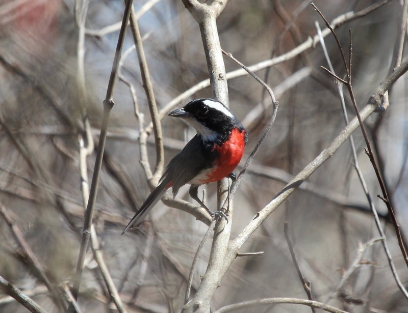 Red-breasted Chat - Rolando Chávez