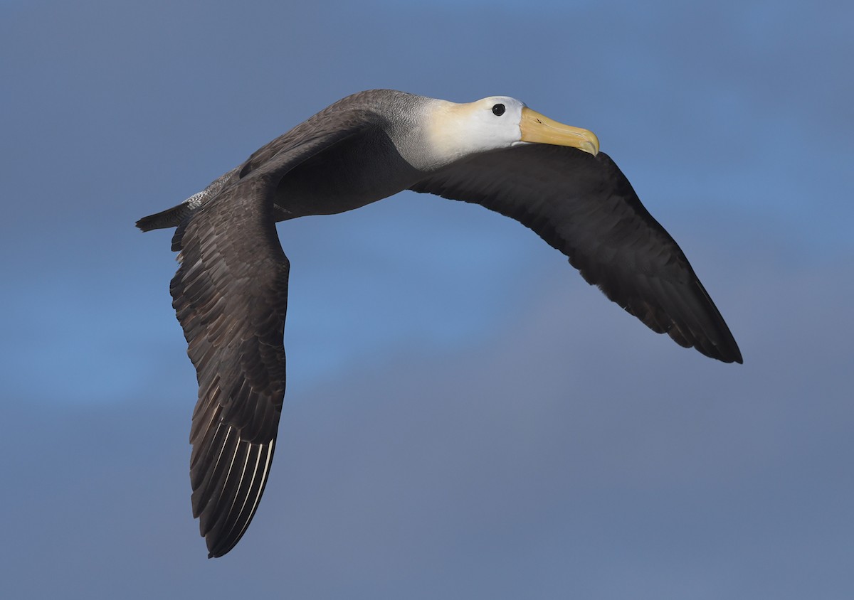 Albatros de Galápagos - ML125996901