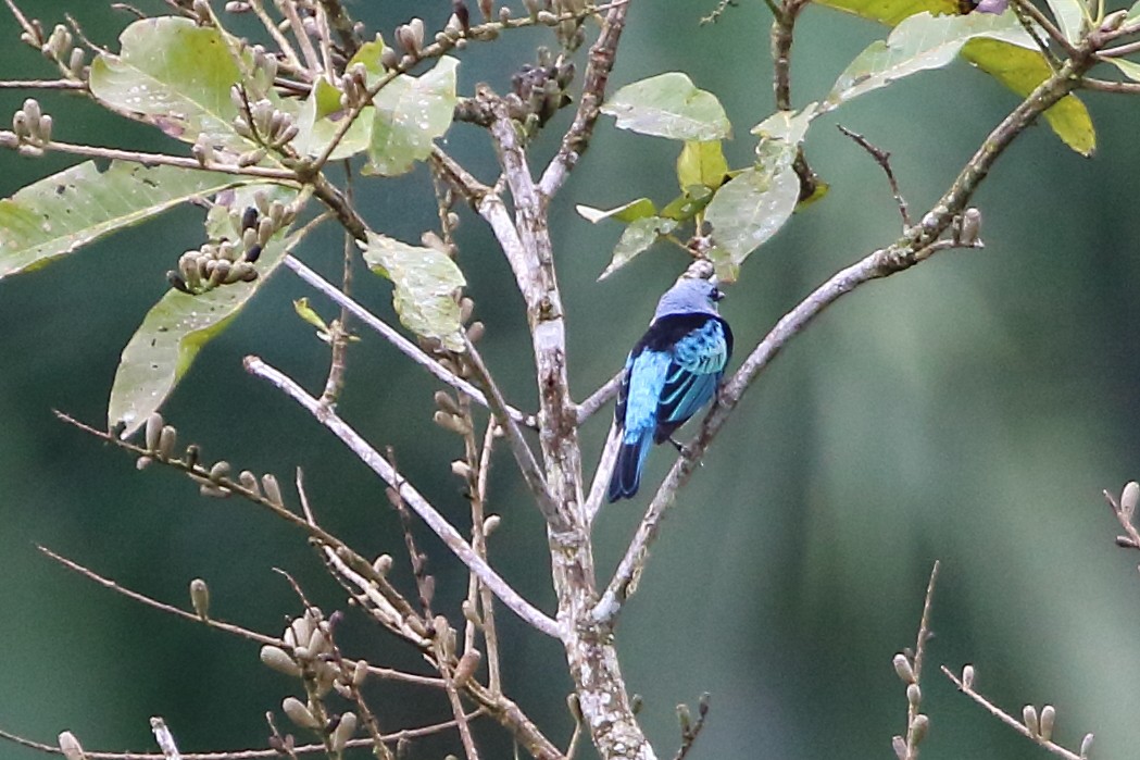 Masked Tanager - ML125999351