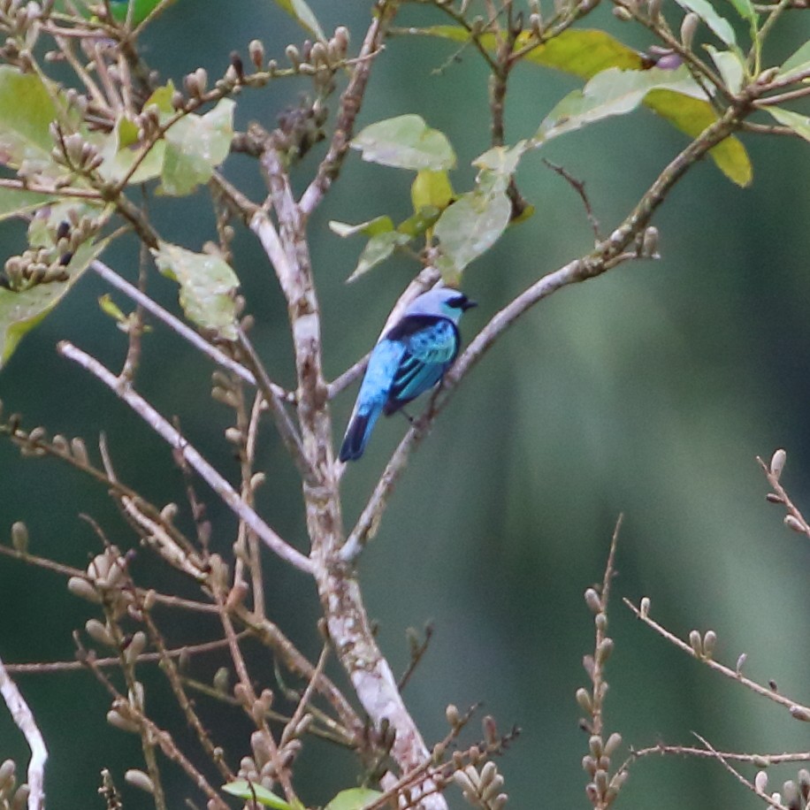 Masked Tanager - ML125999361