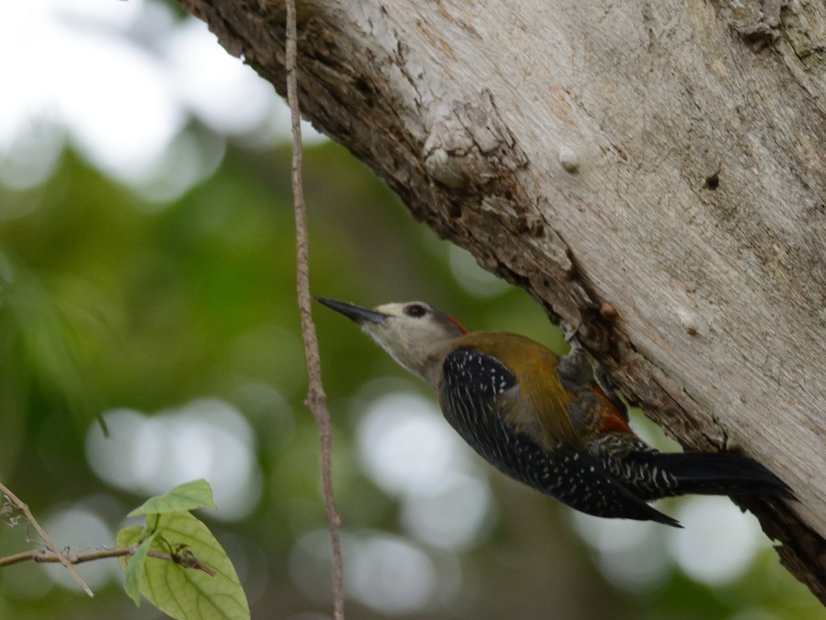 Jamaican Woodpecker - ML125999521