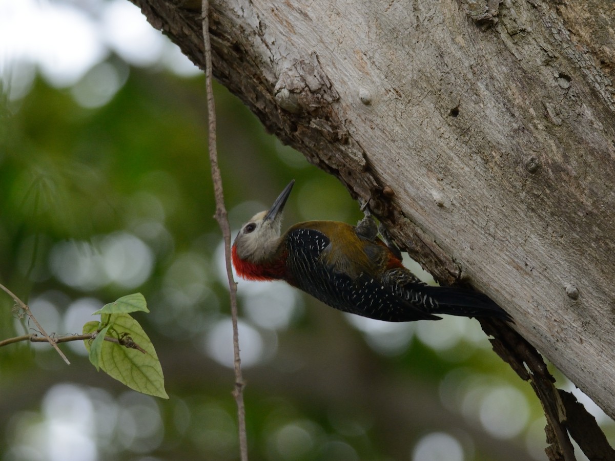 Jamaican Woodpecker - ML125999531