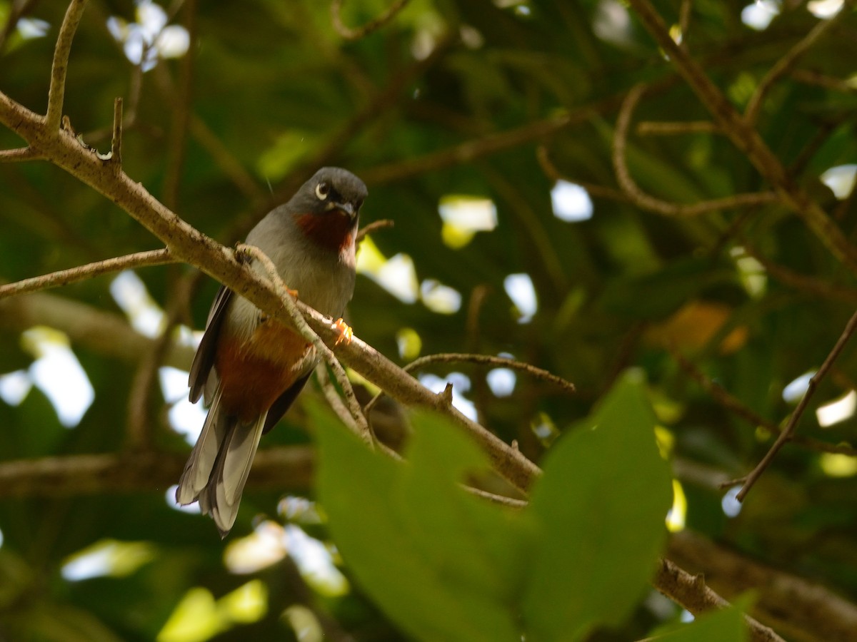 Rufous-throated Solitaire - ML126000681