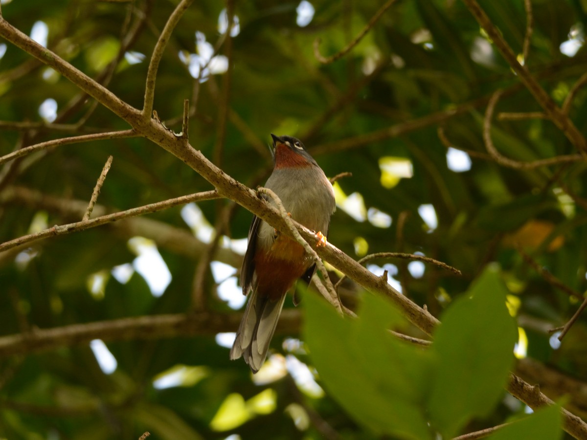 Rufous-throated Solitaire - ML126000731