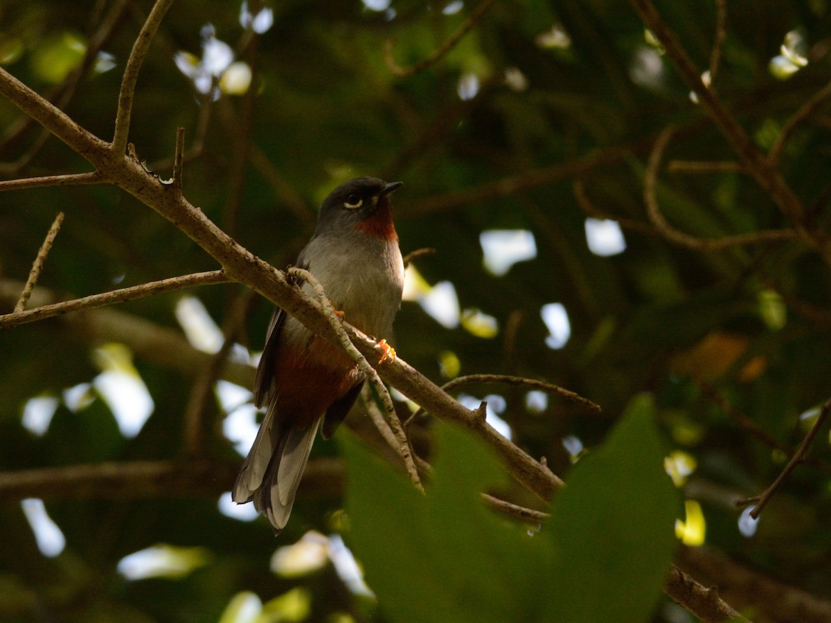 Rufous-throated Solitaire - ML126000741