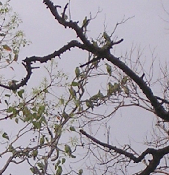 Тиморский зелёный голубь - ML126002301