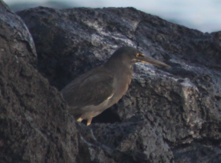 Striated Heron (Galapagos) - ML126006301