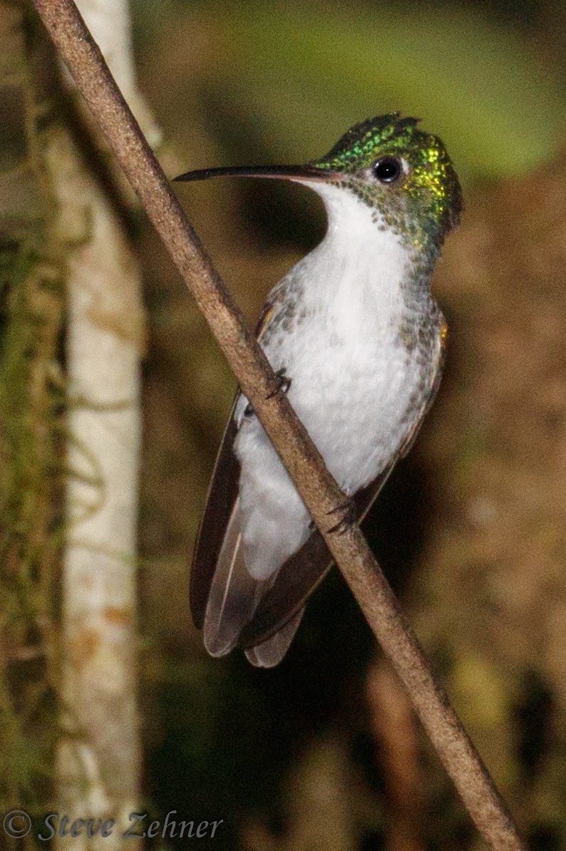 Andean Emerald - ML126008451