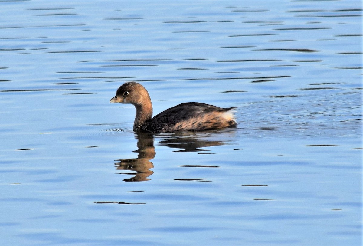 Pied-billed Grebe - Pam Vercellone-Smith