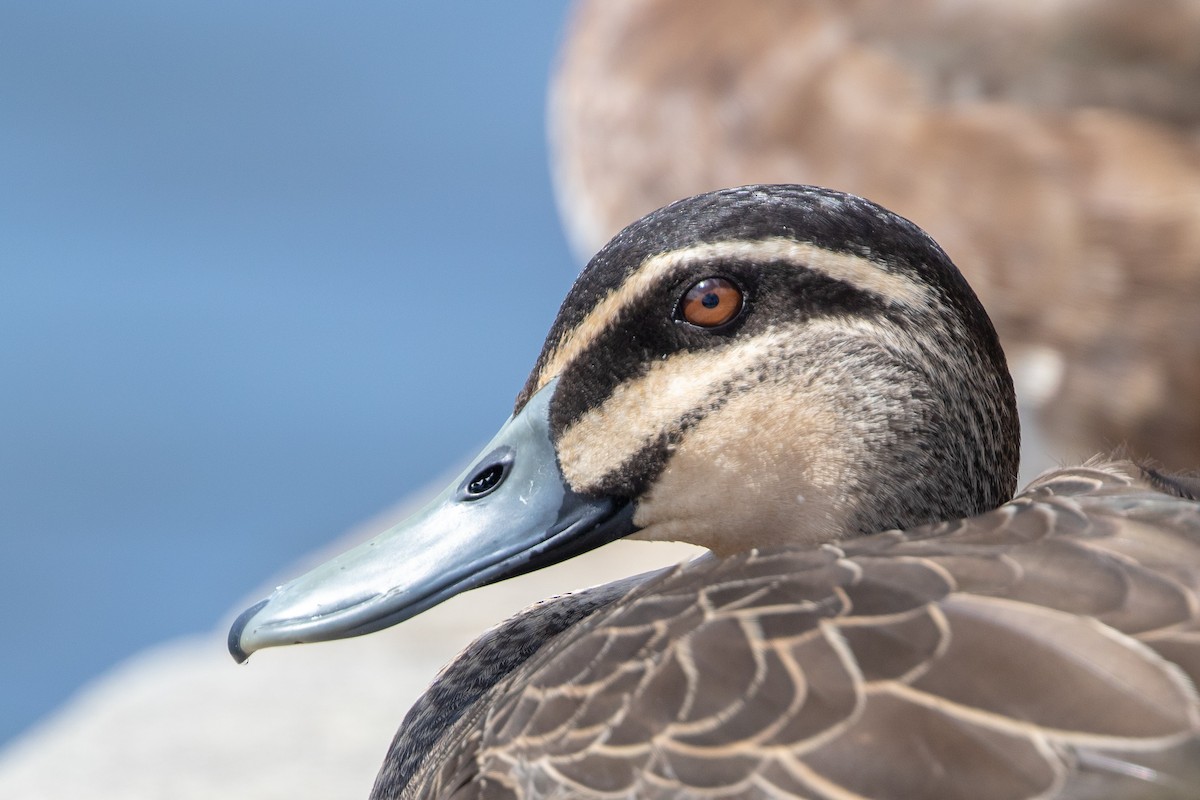 Pacific Black Duck - Cory Gregory