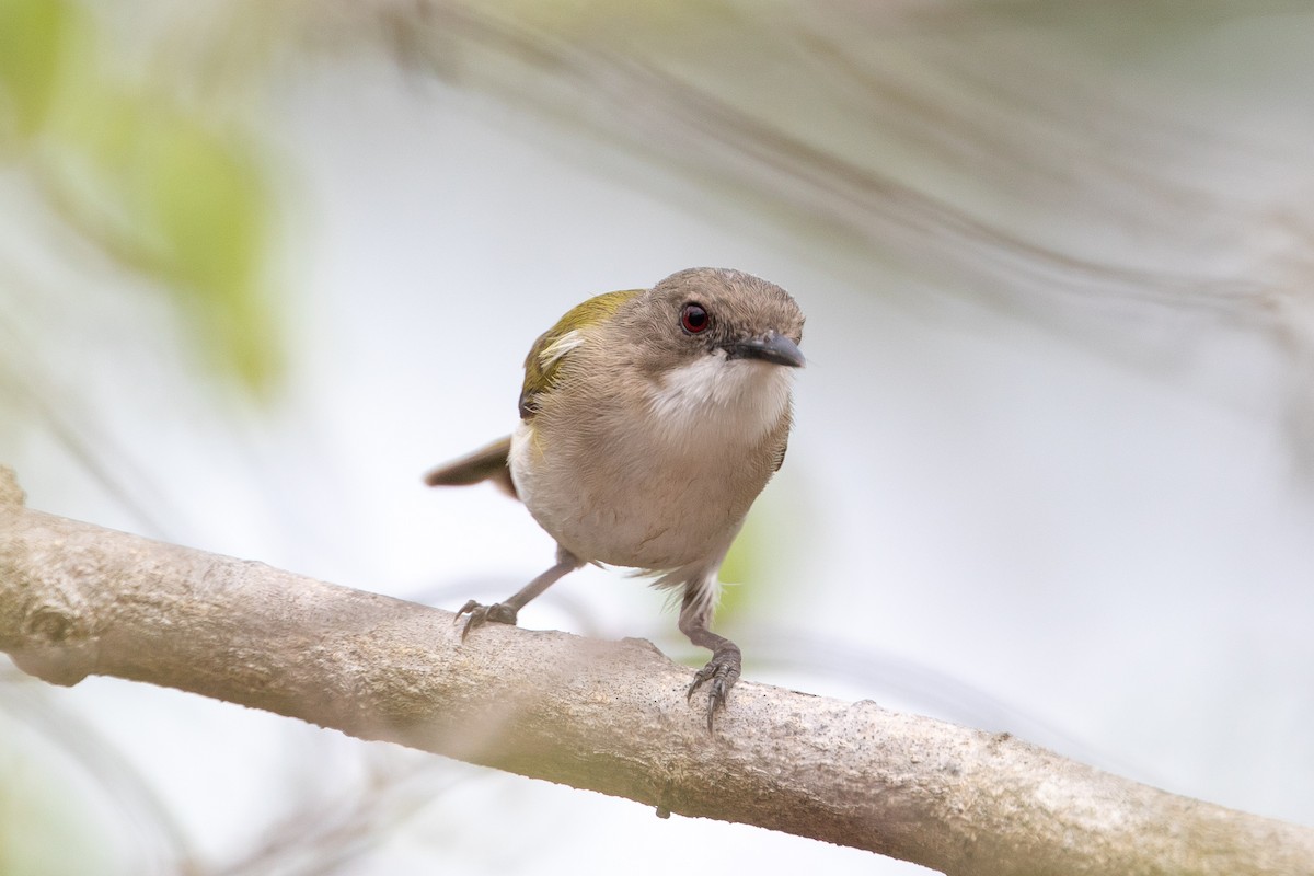 Green-backed Gerygone - Cory Gregory