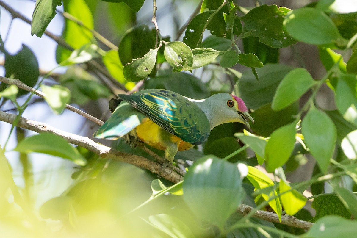 Rose-crowned Fruit-Dove - ML126011401
