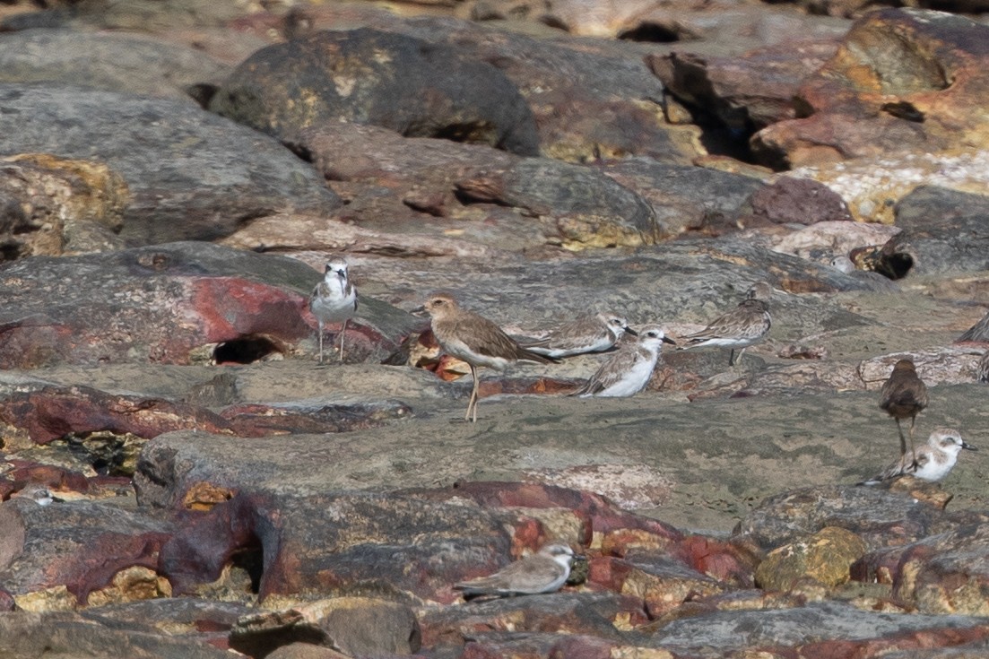 Oriental Plover - Cory Gregory