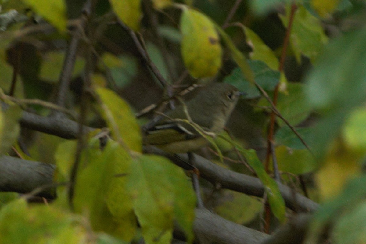 Ruby-crowned Kinglet - Nathan Monk